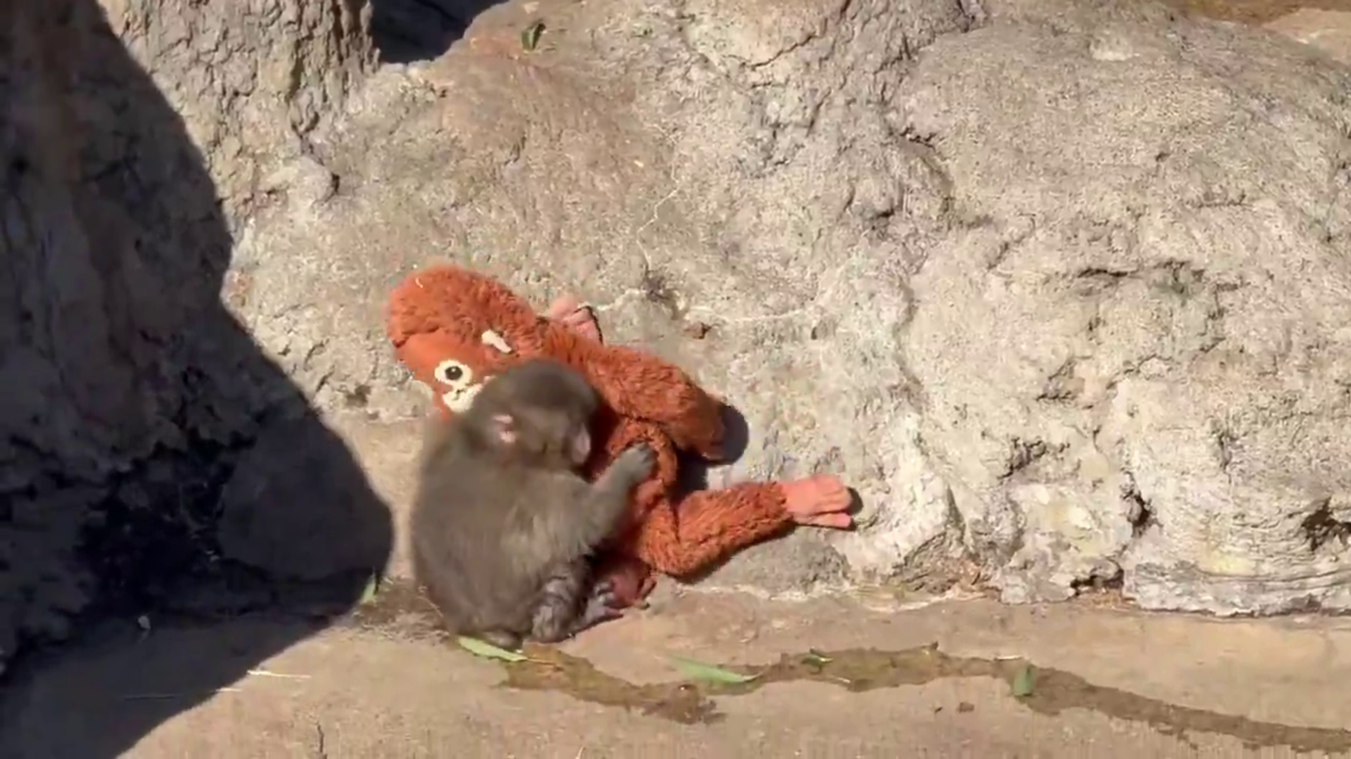 Yavru maymun Punch - Sputnik Türkiye, 1920, 20.02.2026