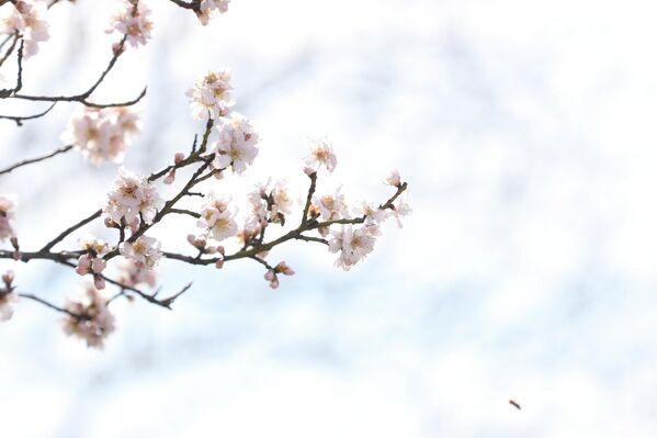 Kırklareli'nde hava sıcaklığının artmasıyla badem ağaçları çiçek açtı. Kırklareli'nde hava sıcaklığının artmasıyla badem ağaçları çiçek açtı. - Sputnik Türkiye