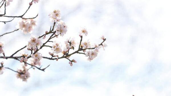 Kırklareli'nde badem ağaçları çiçek açtı - Sputnik Türkiye