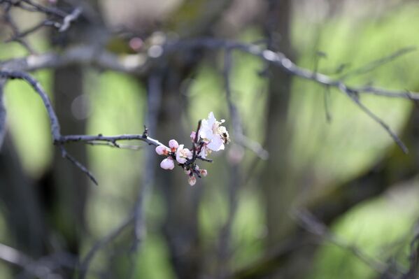 Badem ağaçları, Türkiye'de özellikle Ege, Akdeniz ve Güneydoğu Anadolu bölgelerinde sıklıkla yetiştirilir. Badem ağaçları, Türkiye'de özellikle Ege, Akdeniz ve Güneydoğu Anadolu bölgelerinde sıklıkla yetiştirilir. - Sputnik Türkiye