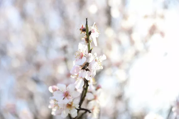 Havanın ısınmasıyla canlanan doğada, badem ağaçlarının çiçek açmasıyla tarım alanlarında seyrine doyumsuz manzaralar oluştu. - Sputnik Türkiye
