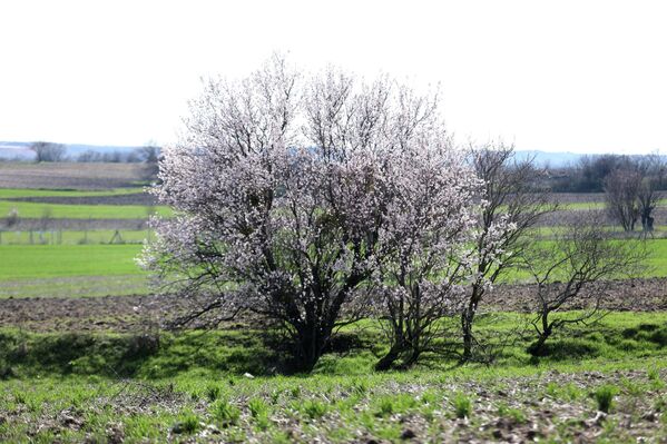 Kızılcıkdere köyü yakınlarında ağaçların dallarını kaplayan çiçekler, tarım alanlarında güzel görüntüler oluşturdu. Kızılcıkdere köyü yakınlarında ağaçların dallarını kaplayan çiçekler, tarım alanlarında güzel görüntüler oluşturdu. - Sputnik Türkiye