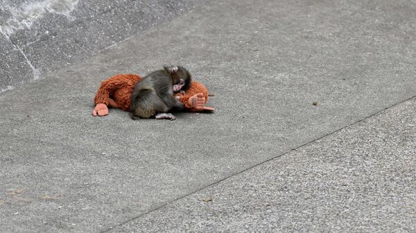 Punch - Sputnik Türkiye