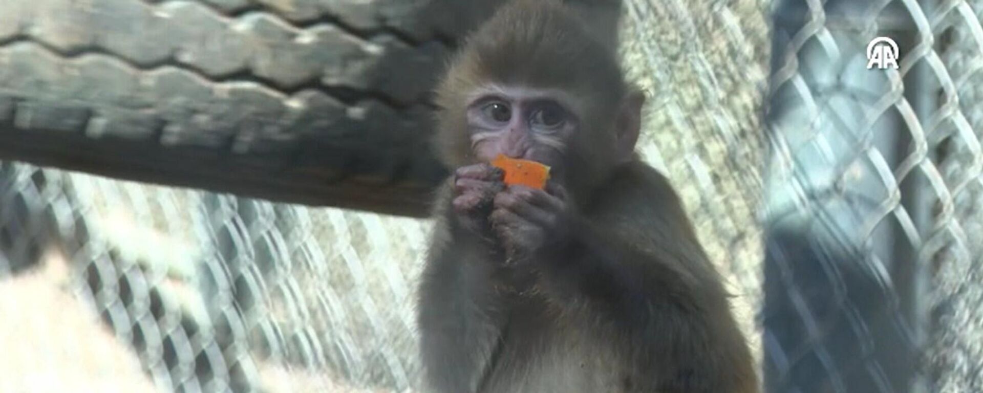  Yavru maymun Portakal - Sputnik Türkiye, 1920, 21.02.2026