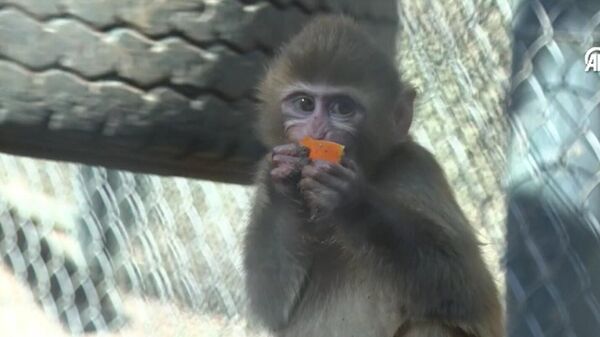  Yavru maymun Portakal - Sputnik Türkiye
