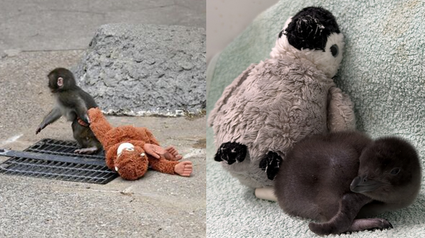 Punch ve Henry - Sputnik Türkiye