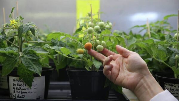 Ay ve Mars regolitleri simülasyonunda domates yetiştirildi - Sputnik Türkiye