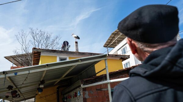 Leylek  - Sputnik Türkiye