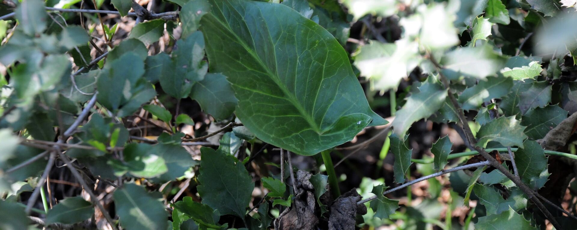 Yılan otu - Sputnik Türkiye, 1920, 25.02.2026