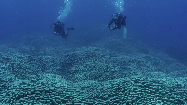 Anne-kız Avustralya kıyılarında dünyanın en büyük mercan kolonisi keşfetti - Sputnik Türkiye