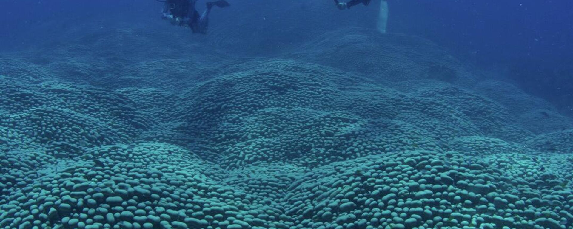 Anne-kız Avustralya kıyılarında dünyanın en büyük mercan kolonisi keşfetti - Sputnik Türkiye, 1920, 25.02.2026