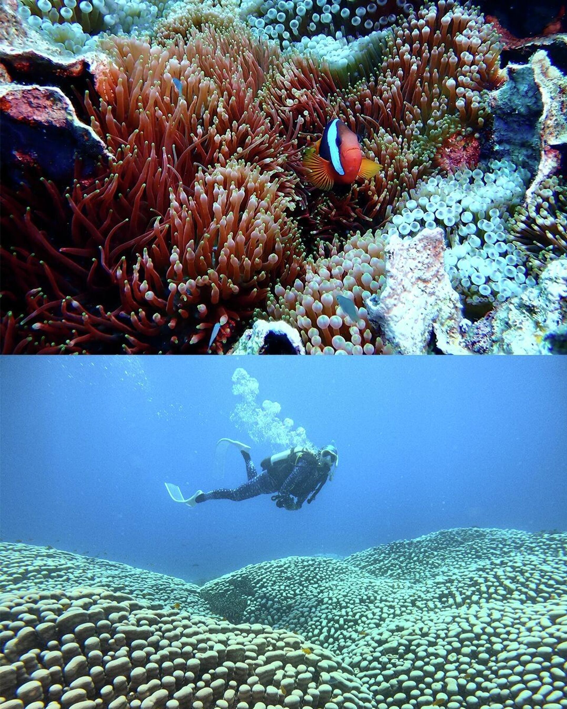 Anne-kız Avustralya kıyılarında dünyanın en büyük mercan kolonisi keşfetti - Sputnik Türkiye, 1920, 25.02.2026