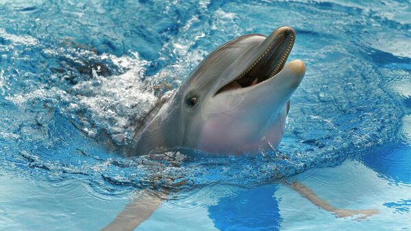 Yunus - Sputnik Türkiye