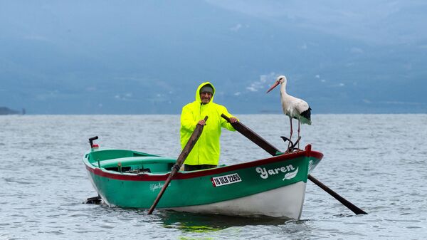 Yaren Leylek 15. yılda da göçüp geldi - Sputnik Türkiye