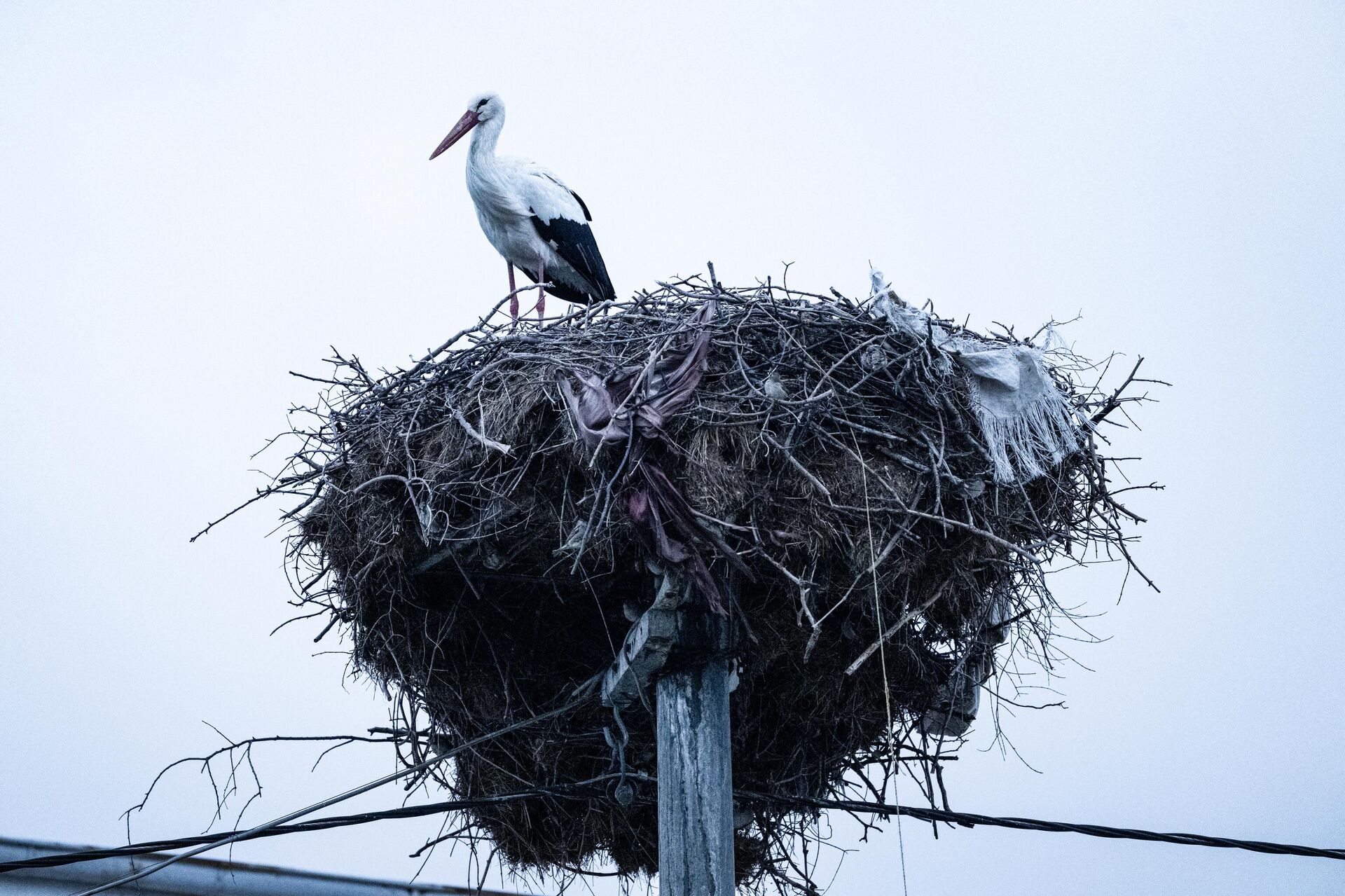 Yaren Leylek bu yıl da geldi - Sputnik Türkiye, 1920, 27.02.2026