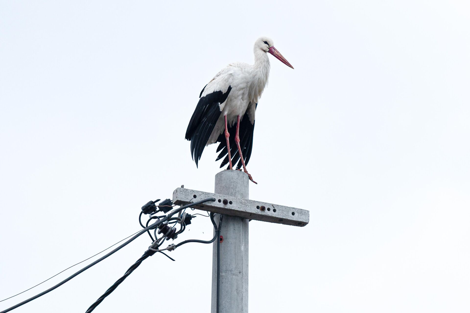 Yaren Leylek - Sputnik Türkiye, 1920, 27.02.2026
