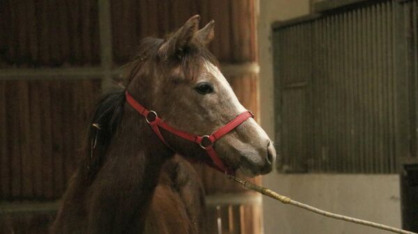 TMSF - Sputnik Türkiye