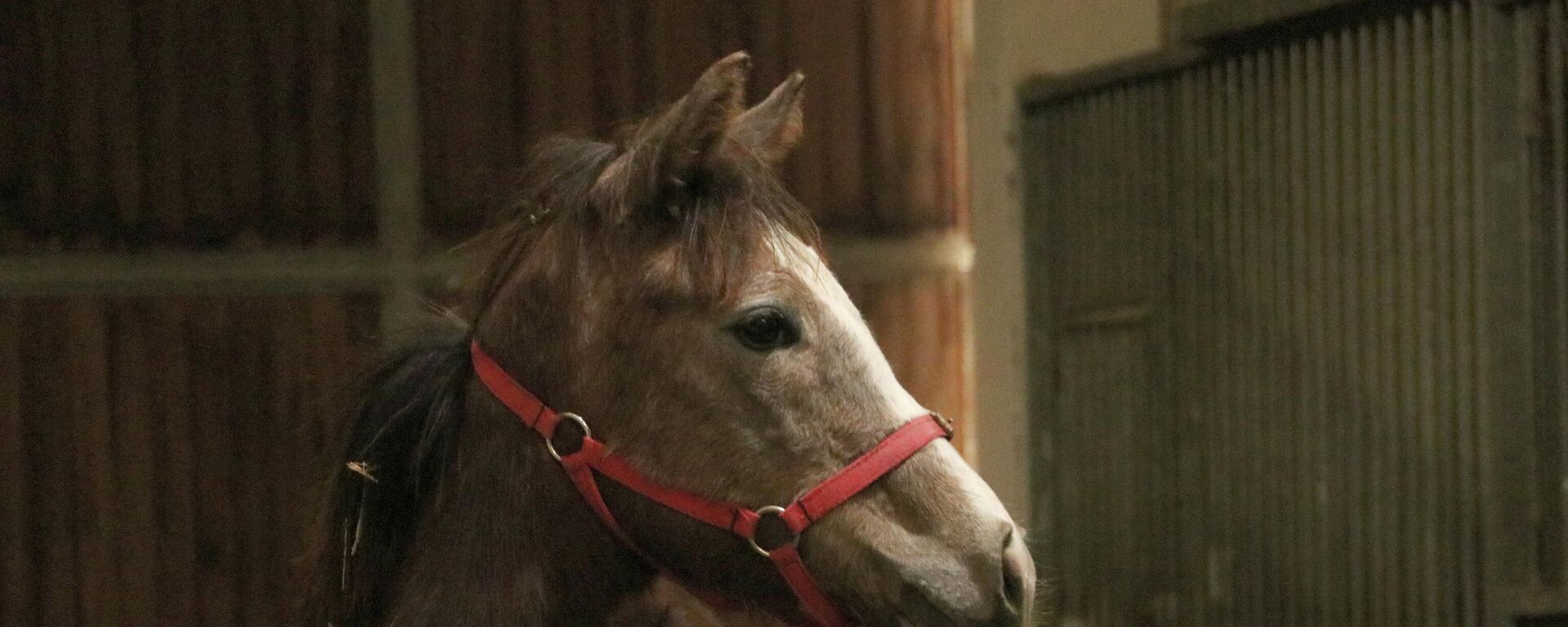 TMSF - Sputnik Türkiye, 1920, 27.02.2026