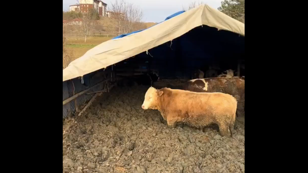 Hayvanlar çamur içindeydi: Bakanlıktan hayvanları uygunsuz koşulda barındıran işletmeye ceza - Sputnik Türkiye