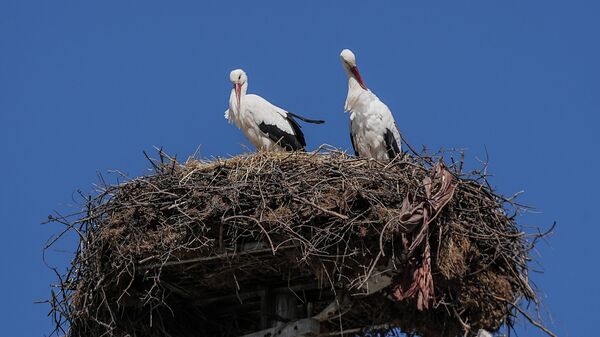 Yaren leylek, eşi Nazlı'ya kavuştu - Sputnik Türkiye