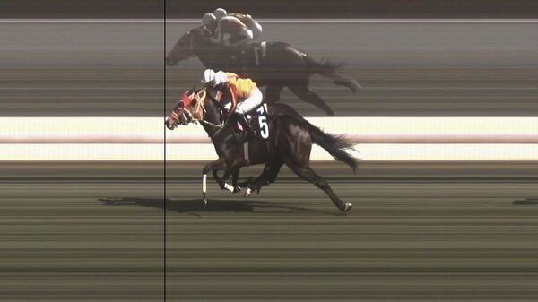 Yarış atı - Sputnik Türkiye