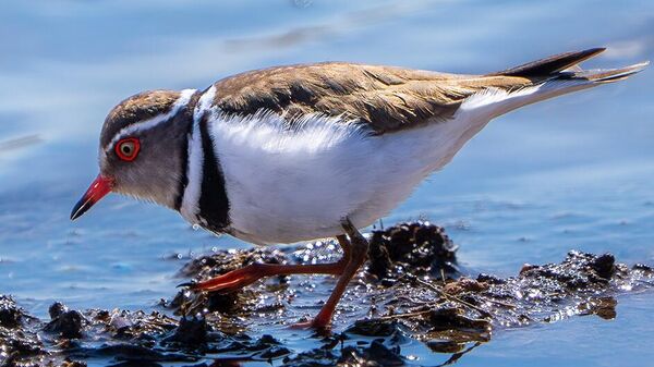 Takkeli cılıbıt - Sputnik Türkiye