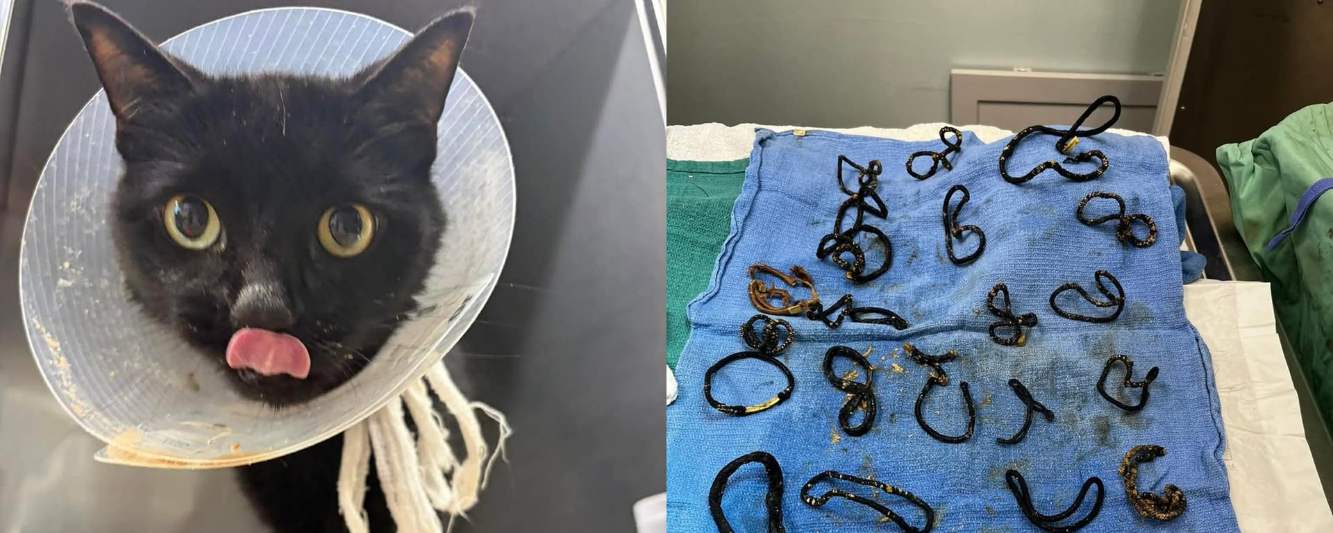 Kedinin bağırsaklarından 26 toka çıktı: Ameliyatla hayata tutundu - Sputnik Türkiye, 1920, 19.03.2026