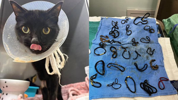 Kedinin bağırsaklarından 26 toka çıktı: Ameliyatla hayata tutundu - Sputnik Türkiye