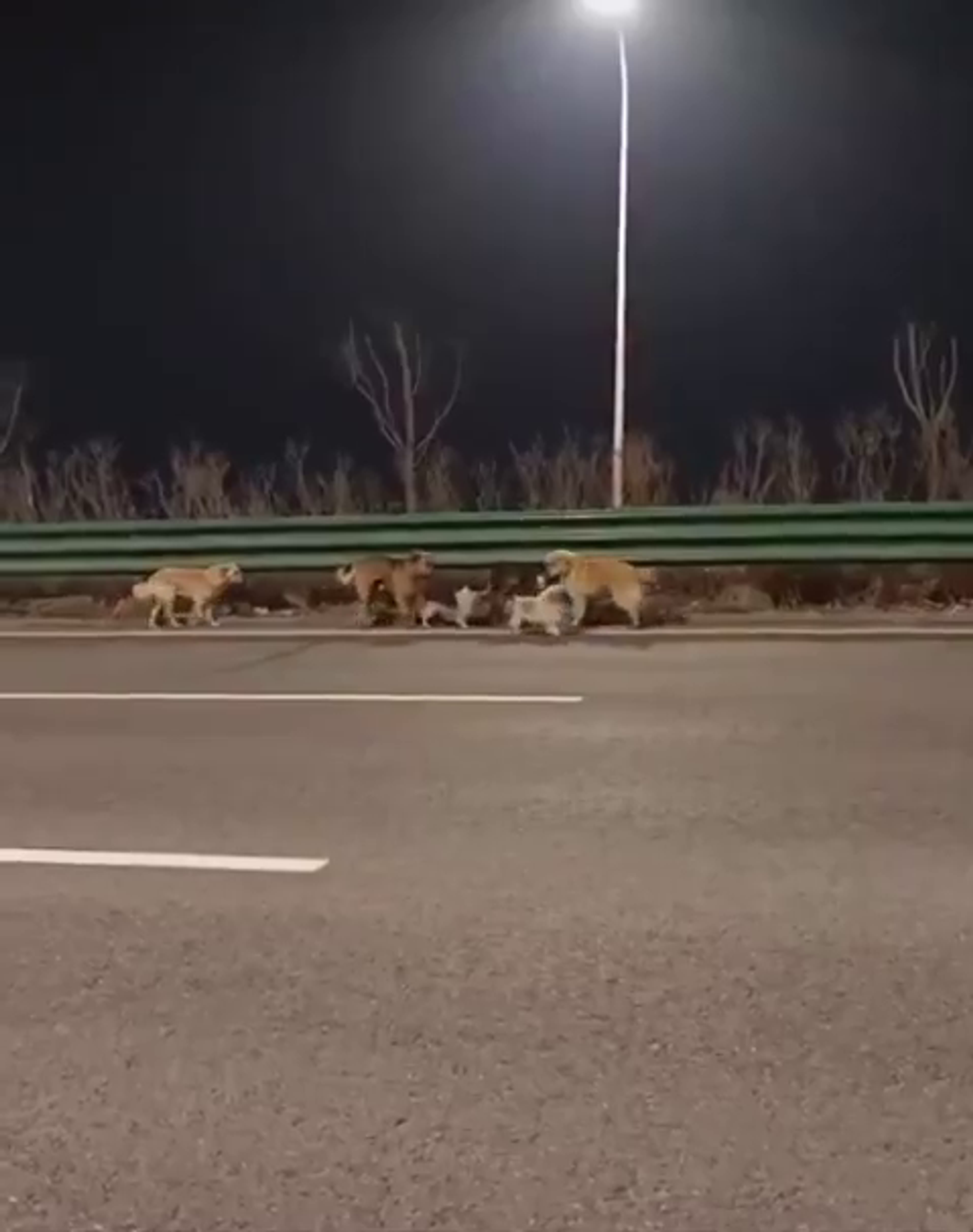 Esaretten kaçan 7 köpeğin videosu 300 milyondan fazla izlendi - Sputnik Türkiye, 1920, 24.03.2026