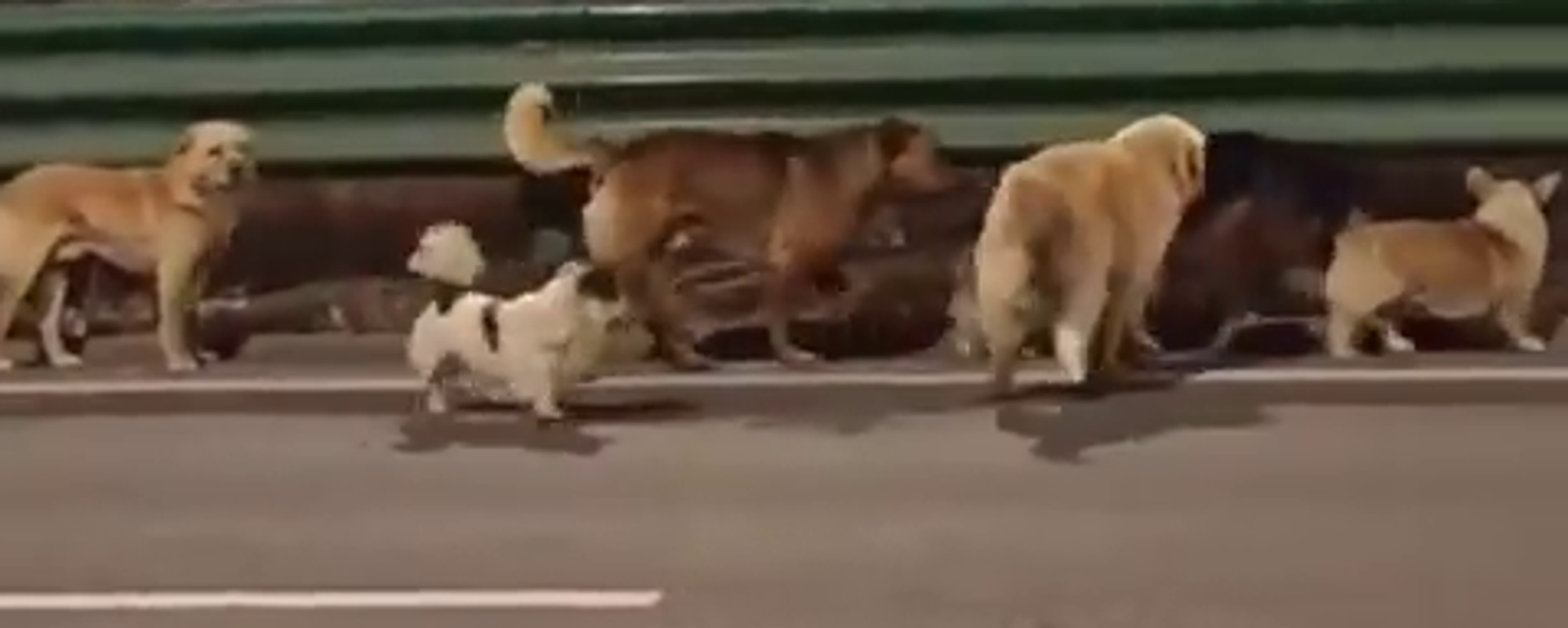 Esaretten kaçan 7 köpeğin videosu 300 milyondan fazla izlendi - Sputnik Türkiye, 1920, 24.03.2026