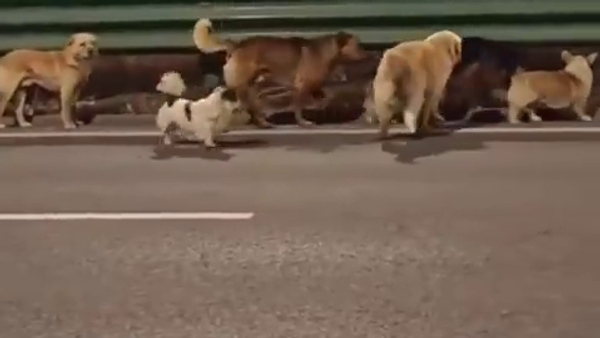 Esaretten kaçan 7 köpeğin videosu 300 milyondan fazla izlendi - Sputnik Türkiye