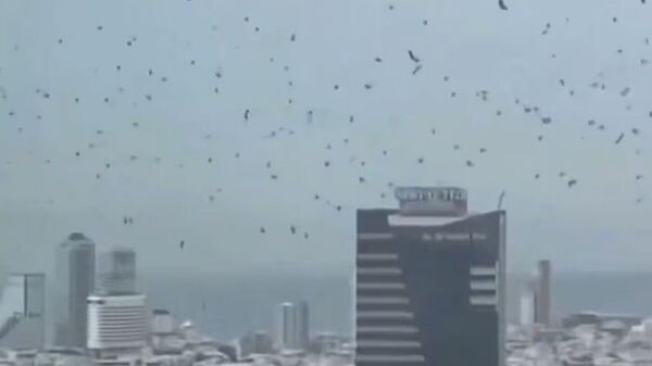 Tel Aviv semalarında tartışma yaratan kargalar - Sputnik Türkiye