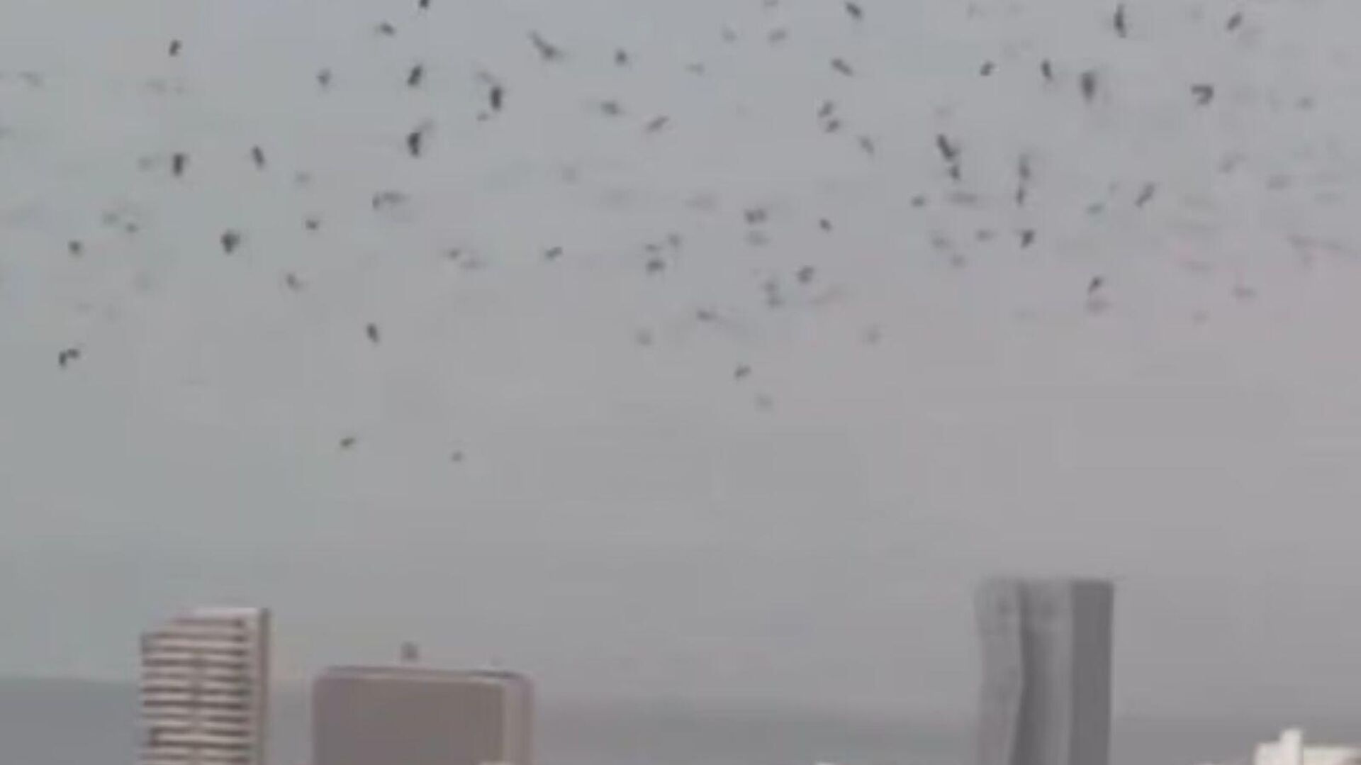 Tel Aviv semalarında tartışma yaratan kargalar - Sputnik Türkiye, 1920, 26.03.2026