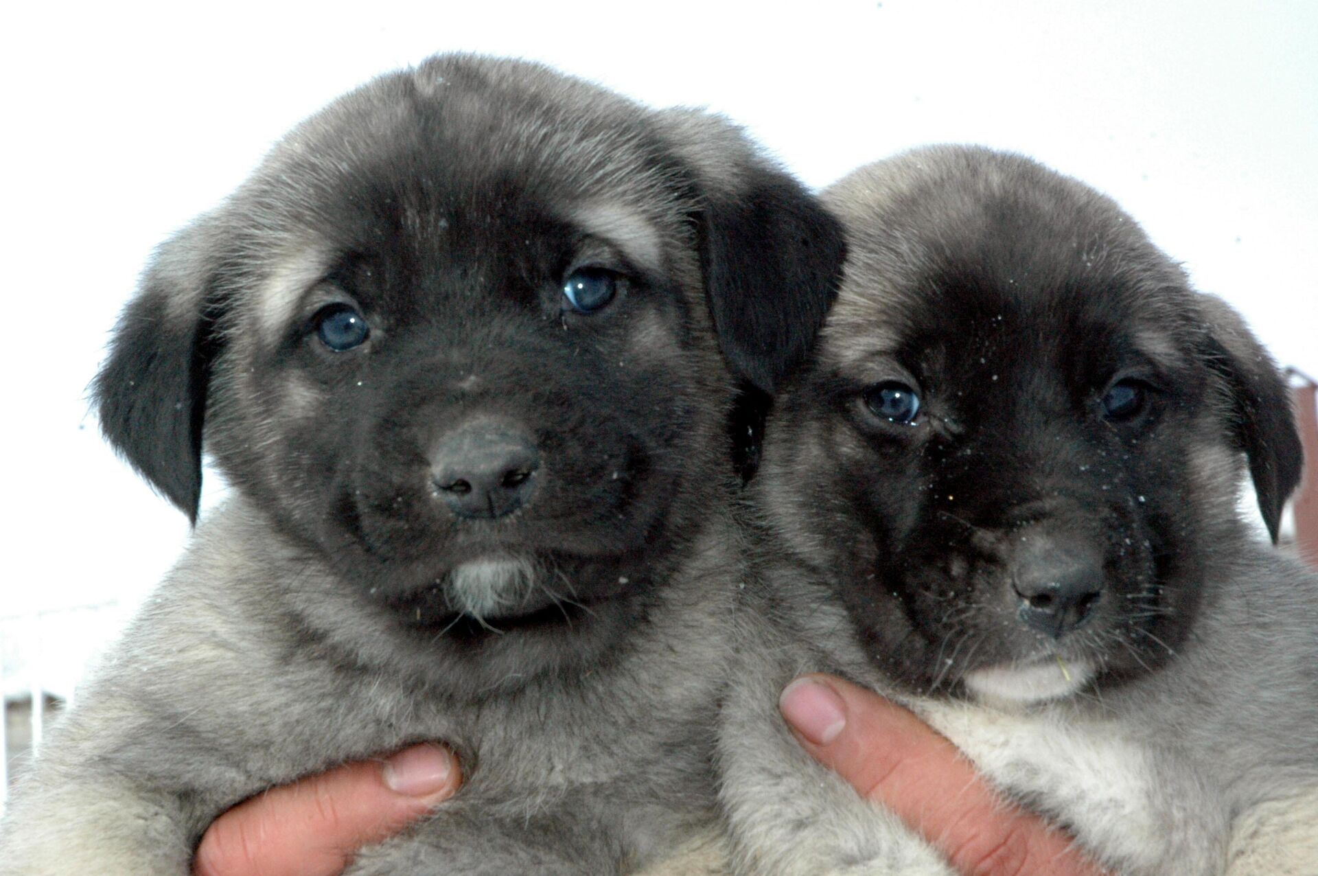 Sivas Kangal yavruları - Sputnik Türkiye, 1920, 26.03.2026