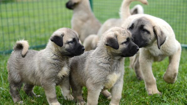 Sivas Kangal yavruları - Sputnik Türkiye