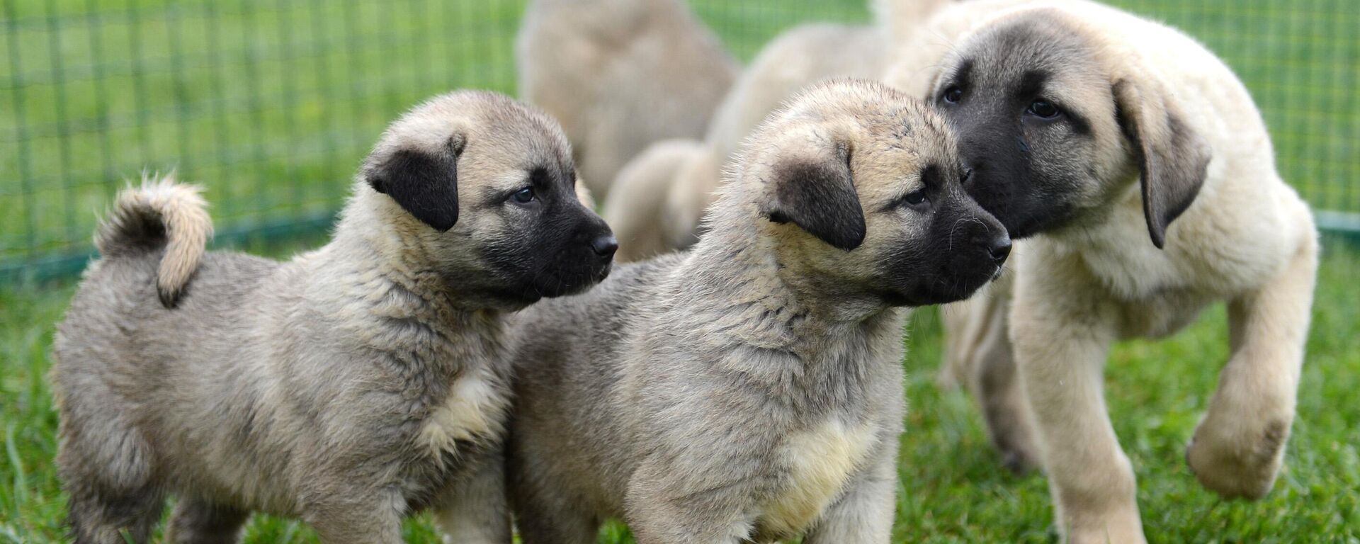 Sivas Kangal yavruları - Sputnik Türkiye, 1920, 26.03.2026