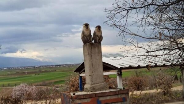 Denizli'de maymun görüldü - Sputnik Türkiye