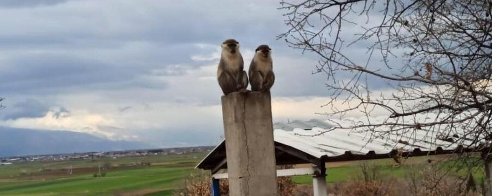 Denizli'de maymun görüldü - Sputnik Türkiye, 1920, 26.03.2026