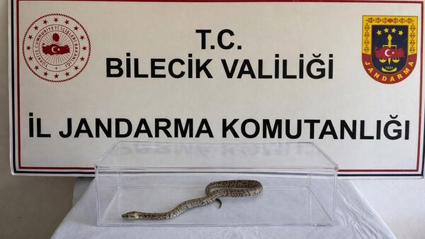 Labirent burma piton - Sputnik Türkiye