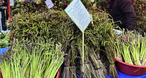 Bodrum Acı Ot Festivali başladı - Sputnik Türkiye