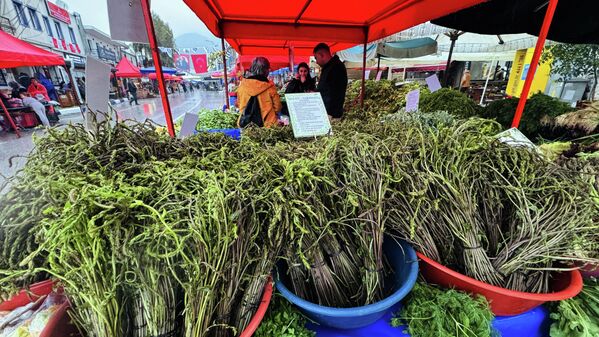 Bodrum Acı Ot Festivali başladı - Sputnik Türkiye