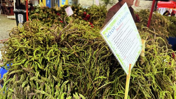 Bodrum Acı Ot Festivali başladı - Sputnik Türkiye