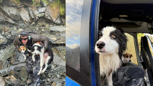 Yeni Zelanda’da mucize kurtuluş: Molly, yaralı sahibini beklediği bölgede bulundu - Sputnik Türkiye