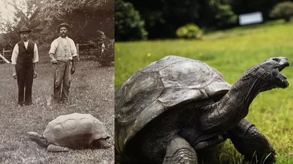 Dünyanın en yaşlı kaplumbağası Jonathan da 'sahte ölüm şakası' kurbanı oldu - Sputnik Türkiye