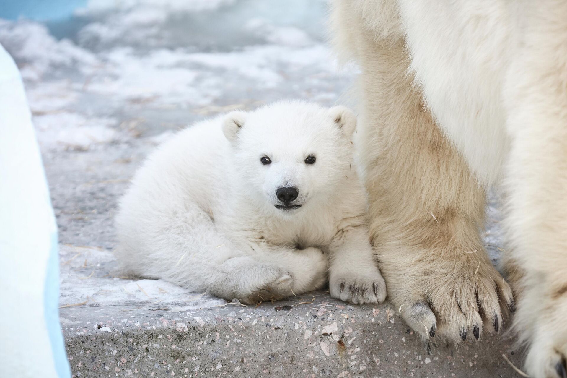 Novosibirsk Hayvanat Bahçesi’nde kutup ayısı yavrusu dünyaya geldi - Sputnik Türkiye, 1920, 02.04.2026