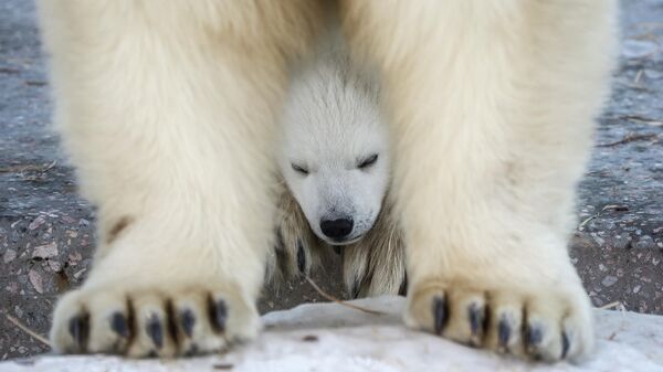 Novosibirsk Hayvanat Bahçesi’nde kutup ayısı yavrusu dünyaya geldi - Sputnik Türkiye