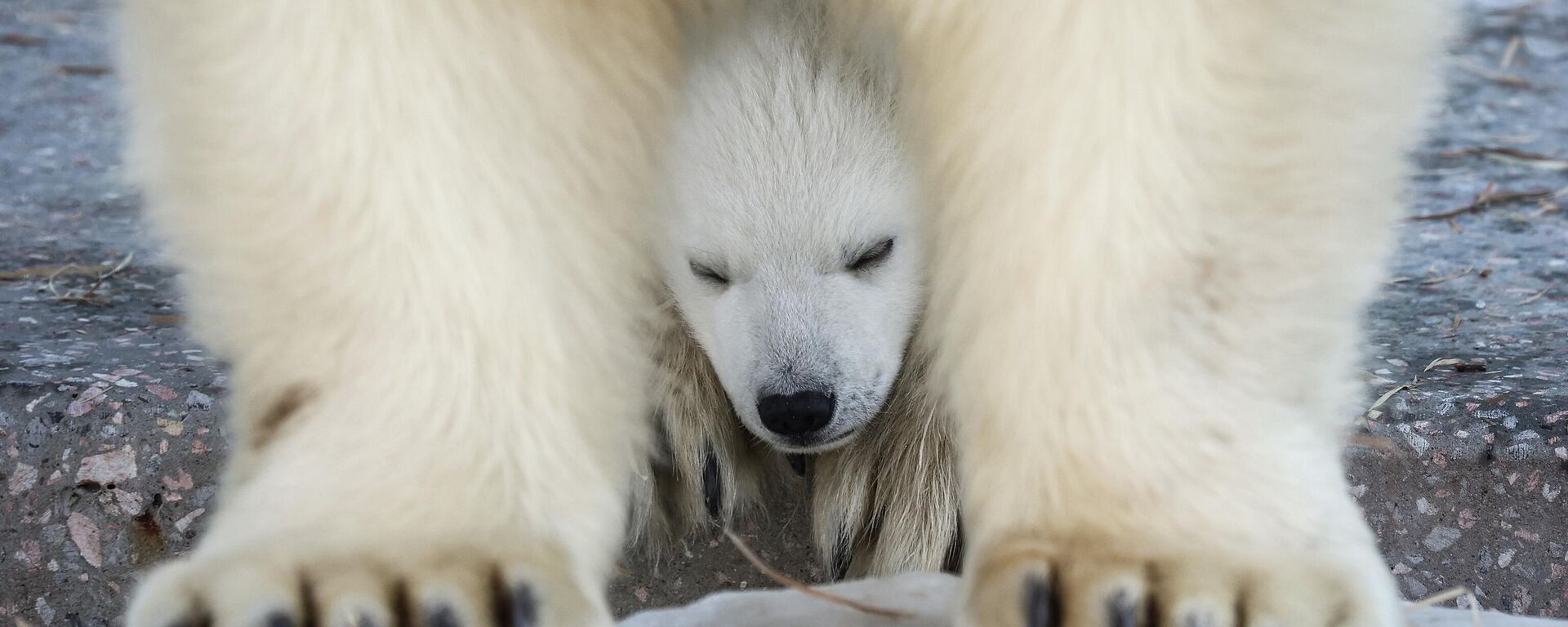 Novosibirsk Hayvanat Bahçesi’nde kutup ayısı yavrusu dünyaya geldi - Sputnik Türkiye, 1920, 02.04.2026