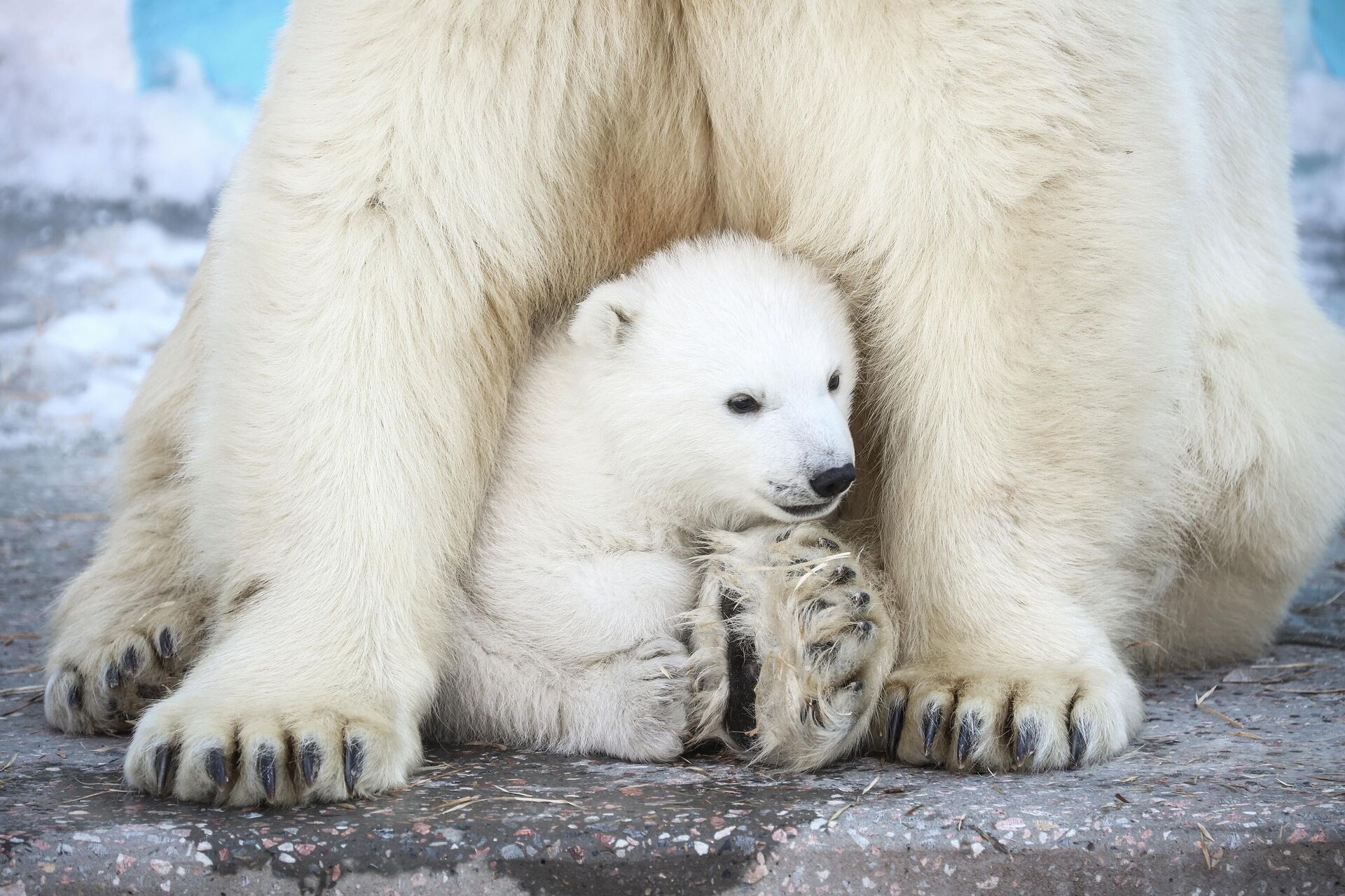 Novosibirsk Hayvanat Bahçesi’nde kutup ayısı yavrusu dünyaya geldi - Sputnik Türkiye, 1920, 02.04.2026