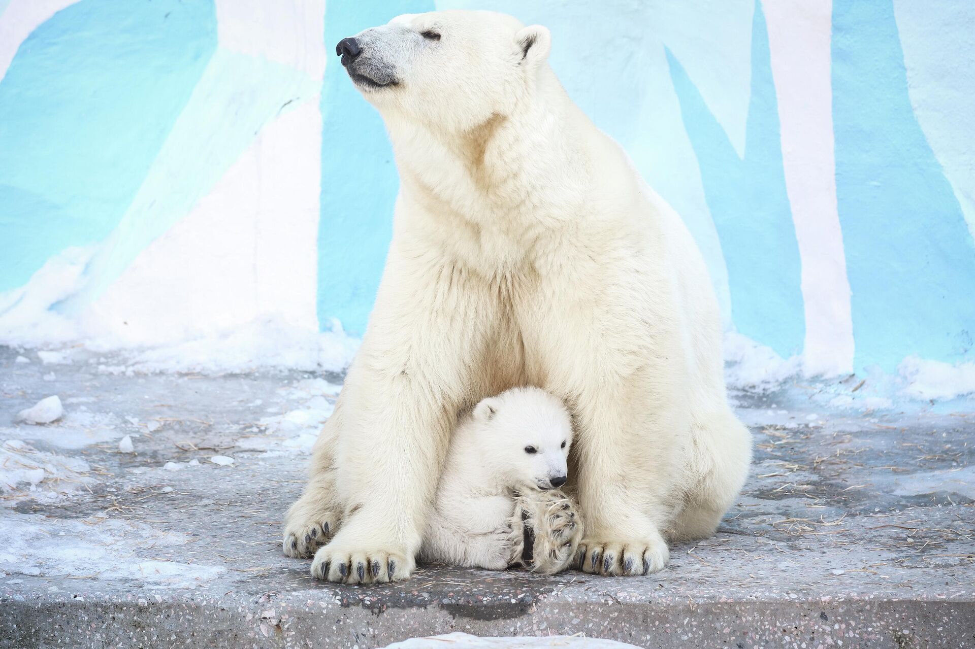 Novosibirsk Hayvanat Bahçesi’nde kutup ayısı yavrusu dünyaya geldi - Sputnik Türkiye, 1920, 02.04.2026