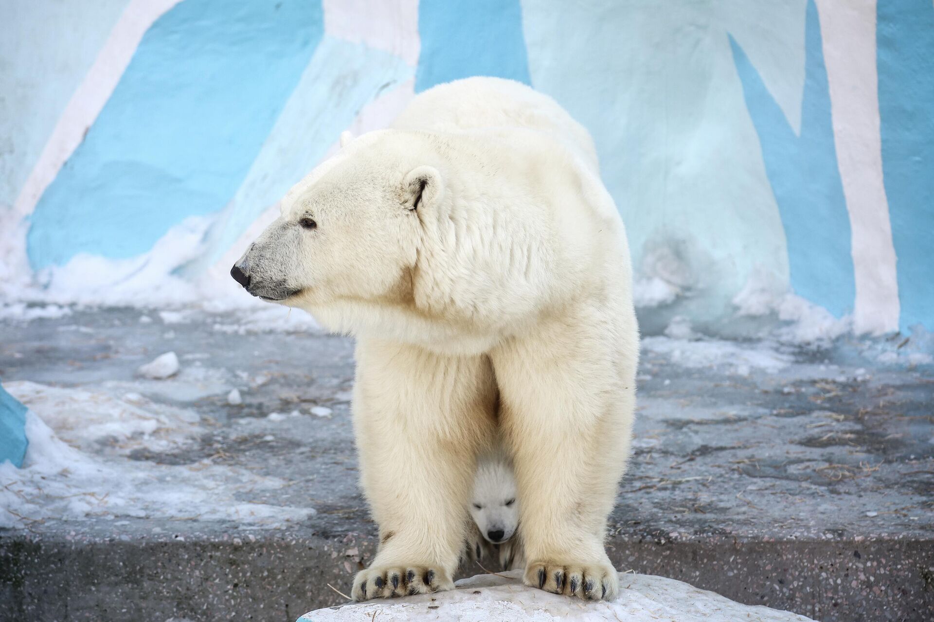 Novosibirsk Hayvanat Bahçesi’nde kutup ayısı yavrusu dünyaya geldi - Sputnik Türkiye, 1920, 02.04.2026
